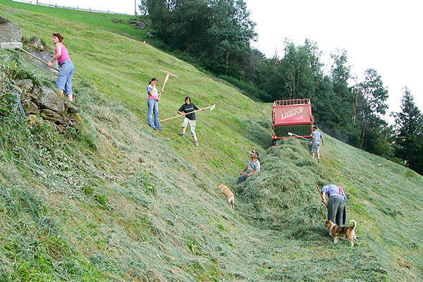 Heuarbeit am Patleidhof