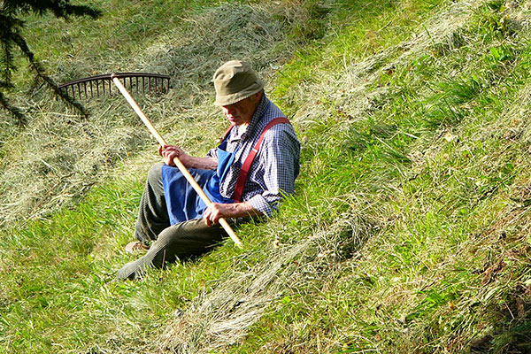 Heuarbeit am Patleidhof