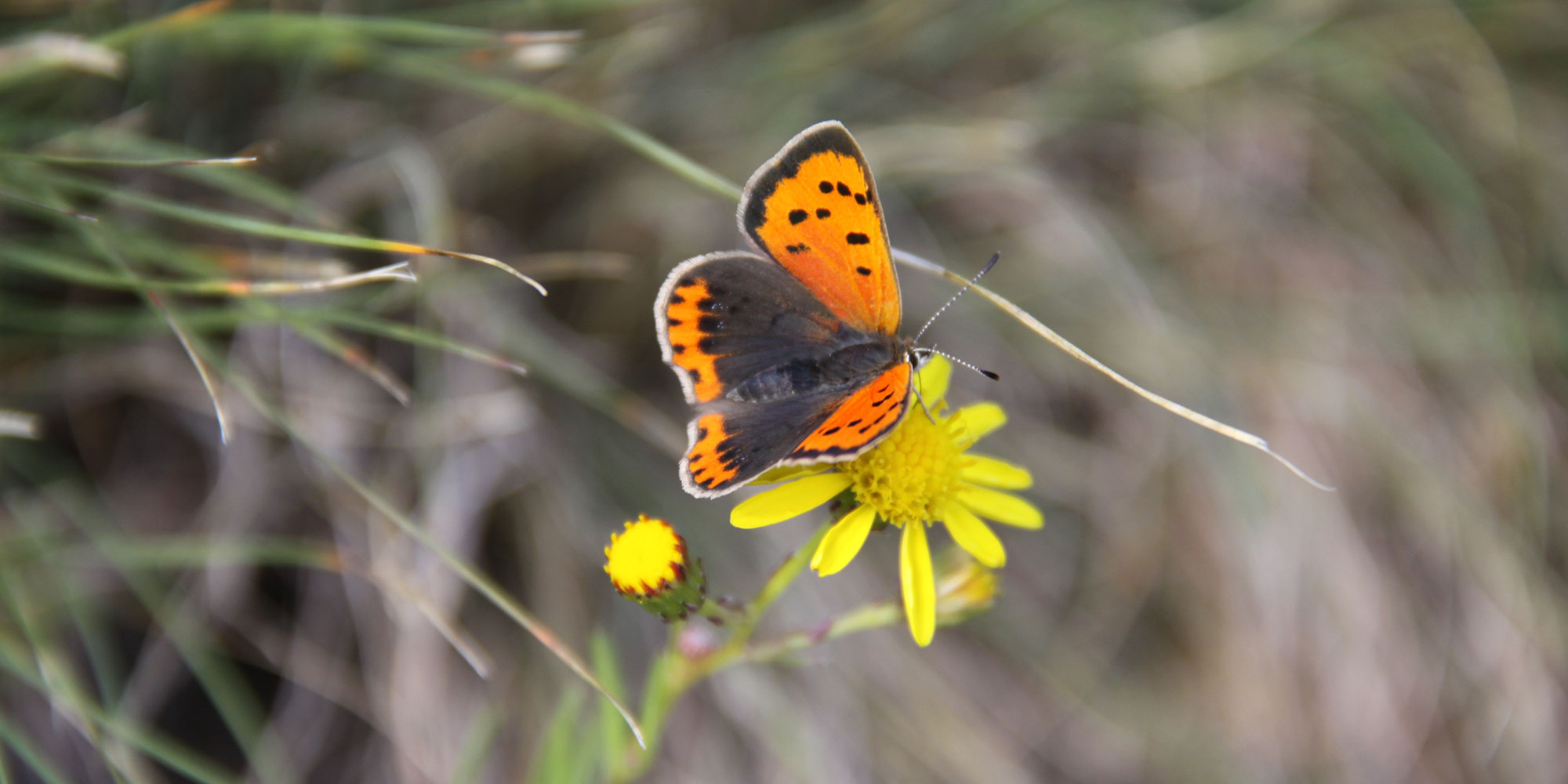 Impressum - Patleidhof