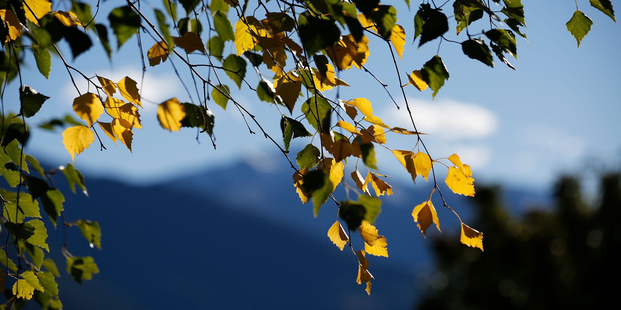 Impressum - Patleidhof